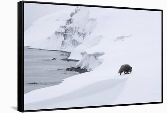 Arctic fox walking on coastal cliffs in snow, Iceland-Danny Green-Framed Stretched Canvas