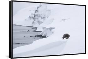 Arctic fox walking on coastal cliffs in snow, Iceland-Danny Green-Framed Stretched Canvas