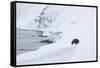 Arctic fox walking on coastal cliffs in snow, Iceland-Danny Green-Framed Stretched Canvas