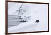 Arctic fox walking on coastal cliffs in snow, Iceland-Danny Green-Framed Photographic Print