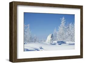 Arctic fox walking through snowy landscape, Siberia, Russia-Valeriy Maleev-Framed Photographic Print
