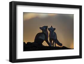 Arctic Fox-Arne K Mala-Framed Photographic Print