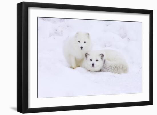 Arctic Fox-Lantern Press-Framed Art Print