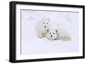 Arctic Fox-Lantern Press-Framed Art Print