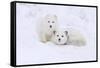 Arctic Fox-Lantern Press-Framed Stretched Canvas