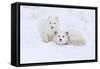 Arctic Fox-Lantern Press-Framed Stretched Canvas