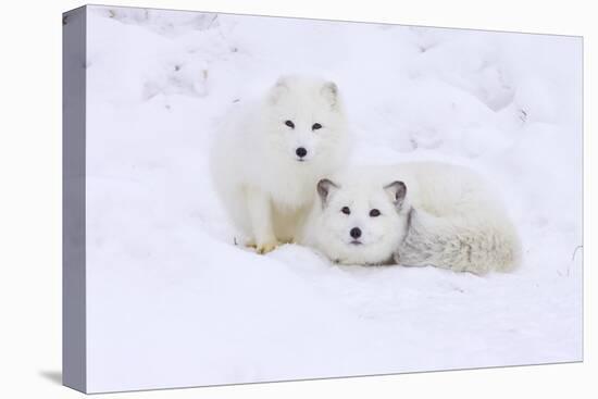 Arctic Fox-Lantern Press-Stretched Canvas