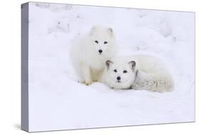 Arctic Fox-Lantern Press-Stretched Canvas