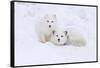 Arctic Fox-Lantern Press-Framed Stretched Canvas