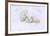 Arctic Fox-Lantern Press-Framed Premium Giclee Print