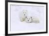 Arctic Fox-Lantern Press-Framed Premium Giclee Print