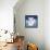 Arctic Fox-Betz White-Framed Stretched Canvas displayed on a wall