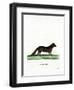 Arctic Fox-null-Framed Giclee Print