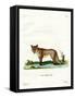 Arctic Fox-null-Framed Stretched Canvas