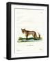 Arctic Fox-null-Framed Giclee Print