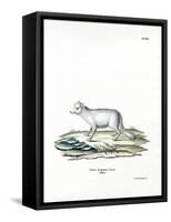 Arctic Fox-null-Framed Stretched Canvas