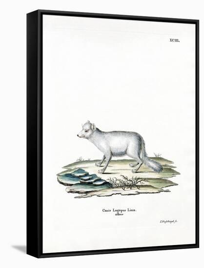 Arctic Fox-null-Framed Stretched Canvas