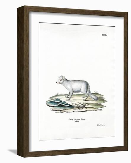 Arctic Fox-null-Framed Giclee Print