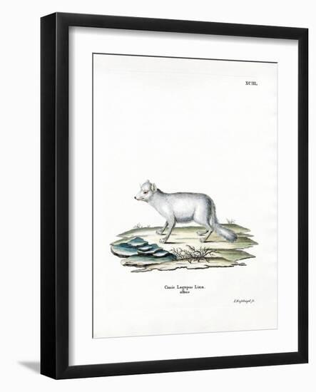 Arctic Fox-null-Framed Giclee Print