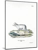 Arctic Fox-null-Mounted Giclee Print