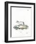 Arctic Fox-null-Framed Giclee Print