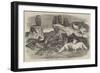 Arctic Foxes and Birds, Just Received by the Zoological Society-Harrison William Weir-Framed Giclee Print