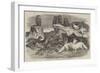 Arctic Foxes and Birds, Just Received by the Zoological Society-Harrison William Weir-Framed Giclee Print