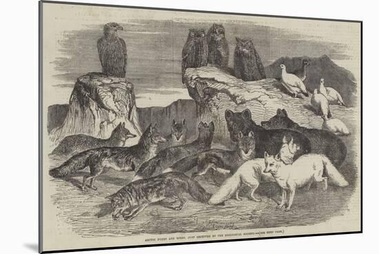 Arctic Foxes and Birds, Just Received by the Zoological Society-Harrison William Weir-Mounted Giclee Print