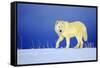 Arctic Gray Wolf in Winter Snow-null-Framed Stretched Canvas