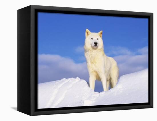 Arctic Grey Wolf in Snow, Idaho, USA-Tom Vezo-Framed Stretched Canvas