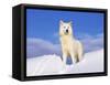 Arctic Grey Wolf in Snow, Idaho, USA-Tom Vezo-Framed Stretched Canvas