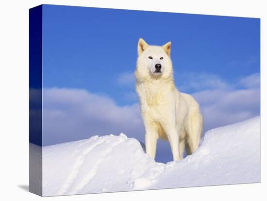 Arctic Grey Wolf in Snow, Idaho, USA-Tom Vezo-Stretched Canvas