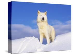 Arctic Grey Wolf in Snow, Idaho, USA-Tom Vezo-Stretched Canvas