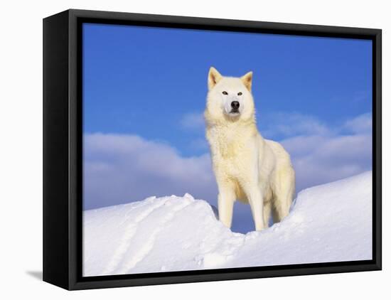 Arctic Grey Wolf in Snow, Idaho, USA-Tom Vezo-Framed Stretched Canvas