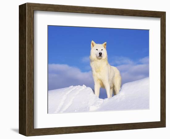 Arctic Grey Wolf in Snow, Idaho, USA-Tom Vezo-Framed Premium Photographic Print
