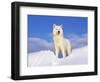Arctic Grey Wolf in Snow, Idaho, USA-Tom Vezo-Framed Premium Photographic Print