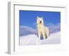 Arctic Grey Wolf in Snow, Idaho, USA-Tom Vezo-Framed Premium Photographic Print