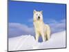 Arctic Grey Wolf in Snow, Idaho, USA-Tom Vezo-Mounted Premium Photographic Print