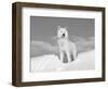 Arctic Grey Wolf in Snow, Idaho, USA-Tom Vezo-Framed Premium Photographic Print