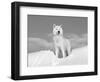 Arctic Grey Wolf in Snow, Idaho, USA-Tom Vezo-Framed Premium Photographic Print