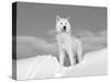 Arctic Grey Wolf in Snow, Idaho, USA-Tom Vezo-Stretched Canvas