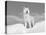 Arctic Grey Wolf in Snow, Idaho, USA-Tom Vezo-Stretched Canvas