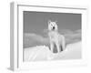 Arctic Grey Wolf in Snow, Idaho, USA-Tom Vezo-Framed Premium Photographic Print