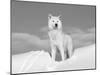 Arctic Grey Wolf in Snow, Idaho, USA-Tom Vezo-Mounted Premium Photographic Print
