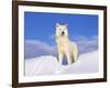 Arctic Grey Wolf in Snow, Idaho, USA-Tom Vezo-Framed Photographic Print