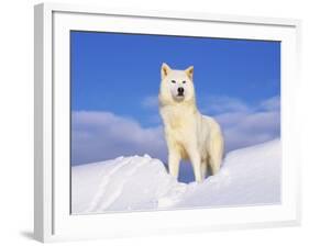 Arctic Grey Wolf in Snow, Idaho, USA-Tom Vezo-Framed Photographic Print