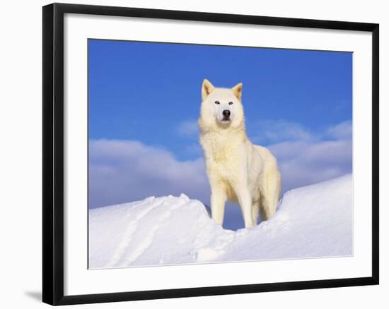 Arctic Grey Wolf in Snow, Idaho, USA-Tom Vezo-Framed Photographic Print