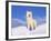 Arctic Grey Wolf in Snow, Idaho, USA-Tom Vezo-Framed Photographic Print