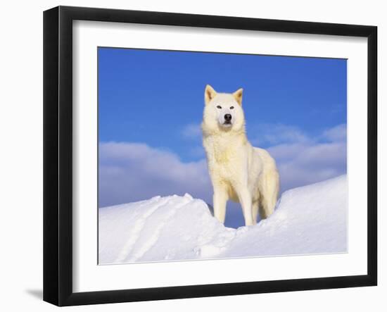 Arctic Grey Wolf in Snow, Idaho, USA-Tom Vezo-Framed Photographic Print