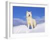 Arctic Grey Wolf in Snow, Idaho, USA-Tom Vezo-Framed Photographic Print